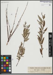 Foto von Salix repens L. x Salix viminalis L.